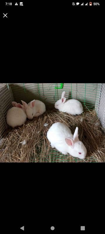 5 rabbit bunnies available for sale 0
