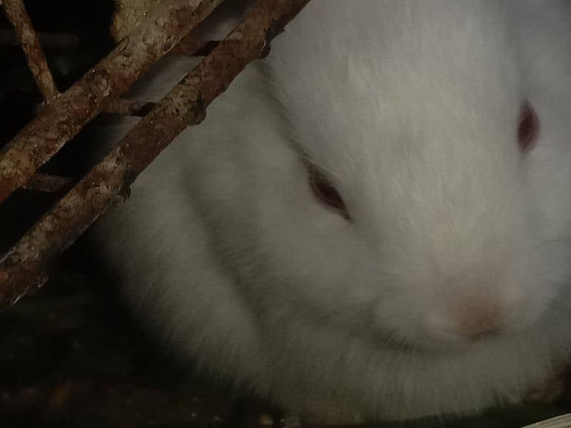 5 rabbit bunnies available for sale 1