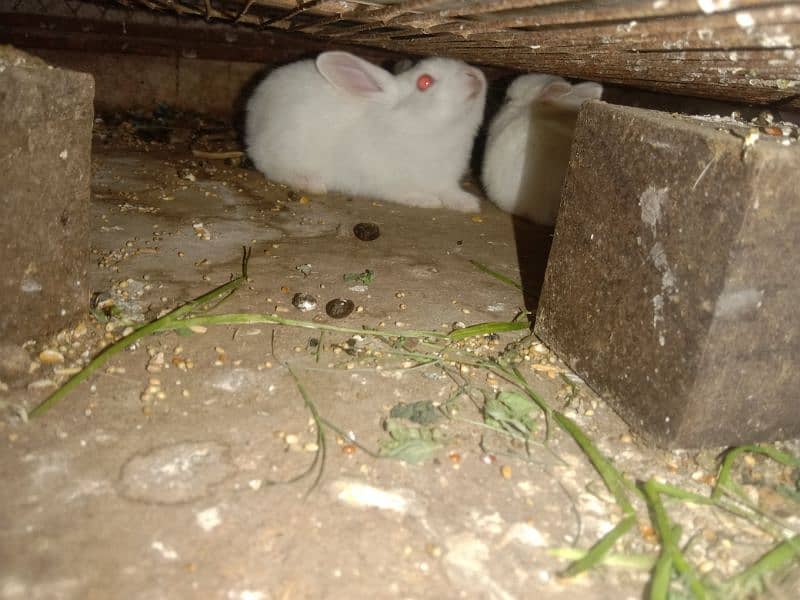 5 rabbit bunnies available for sale 2