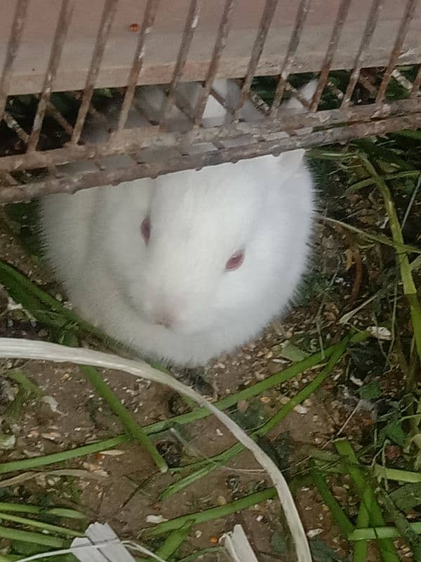 5 rabbit bunnies available for sale 3