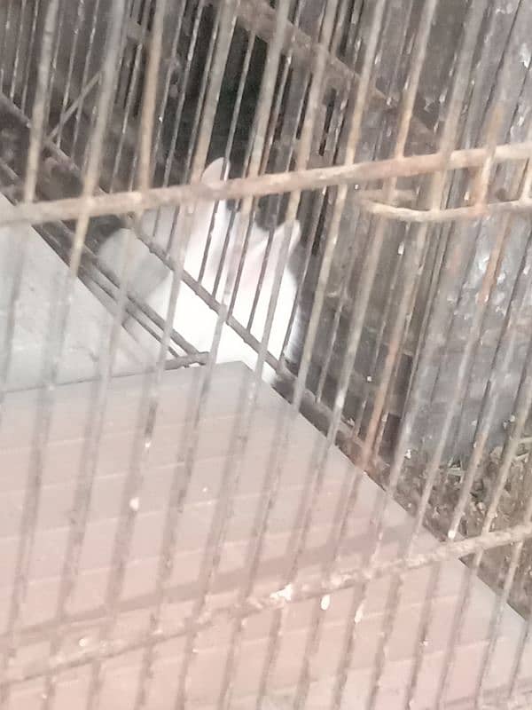 5 rabbit bunnies available for sale 4