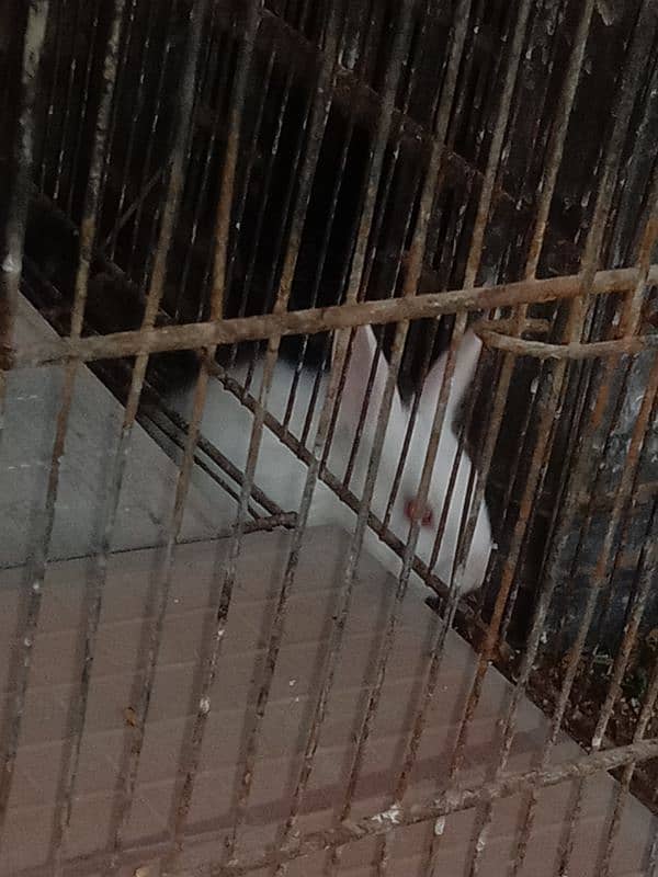 5 rabbit bunnies available for sale 5