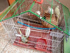 Urgent Sale 06 Pair of BREEDER Australian Parrots Total 13 BIRDS.