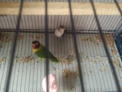 love bird breeder pair for sale