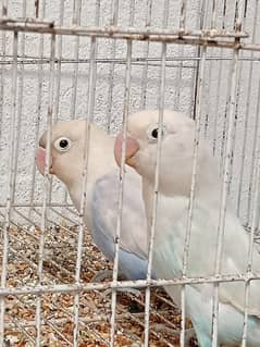 Albino black eye confirm breeder