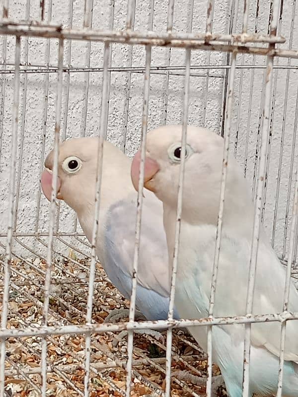 Albino black eye confirm breeder 0