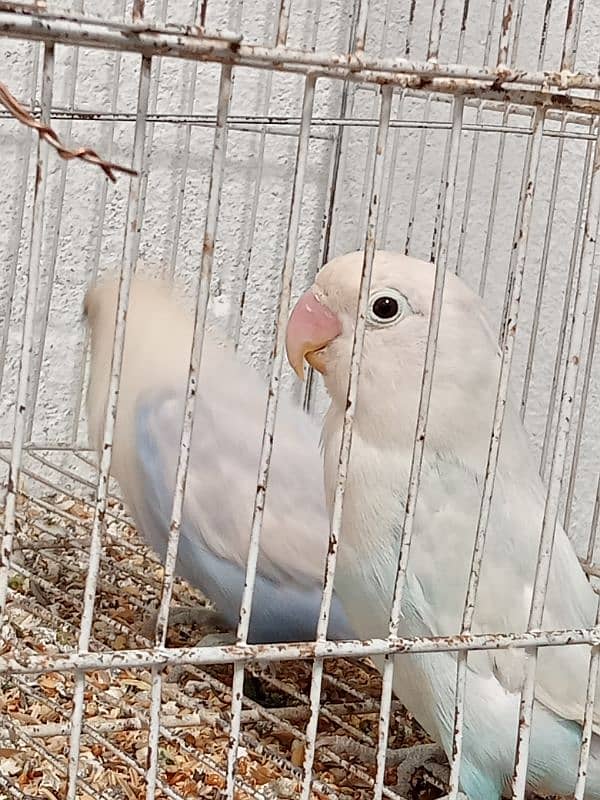 Albino black eye confirm breeder 6