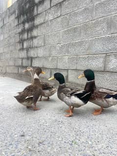 2 duck pair for sale