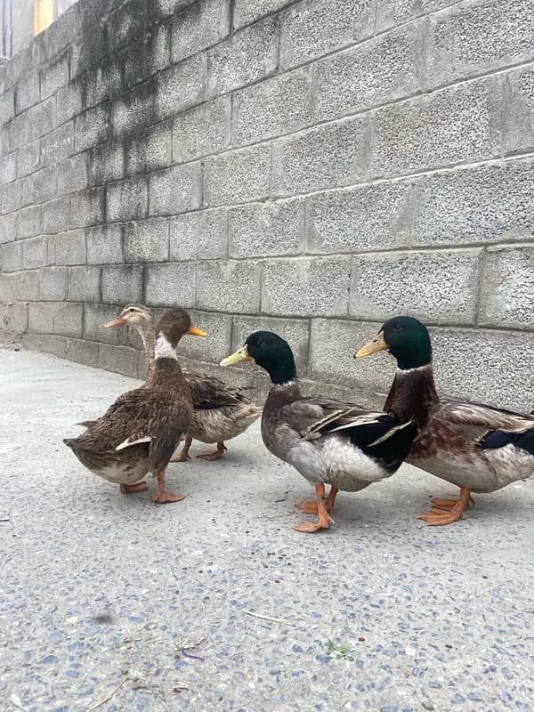 2 duck pair for sale 0