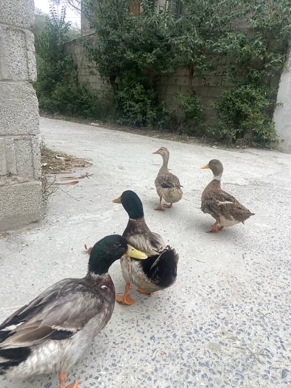 2 duck pair for sale 1