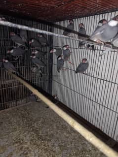 black and white java breeder pair for sale