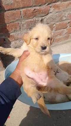 golden retriever