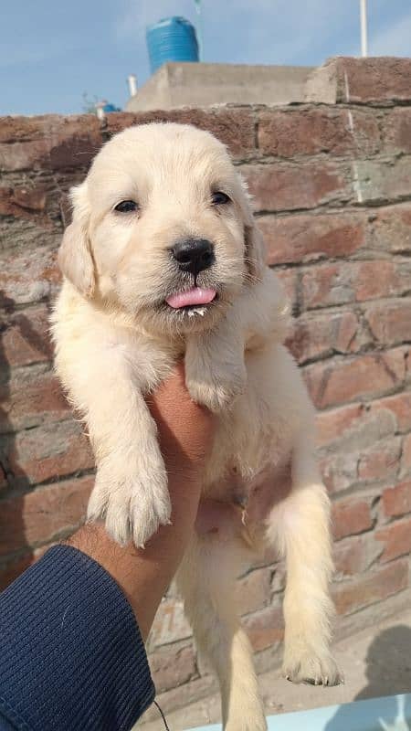 golden retriever 2