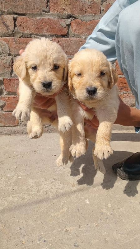 golden retriever 3