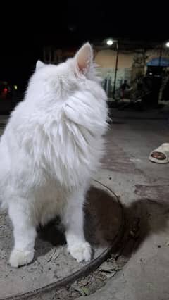 Pure white persian cat with odd eyes blue and golden