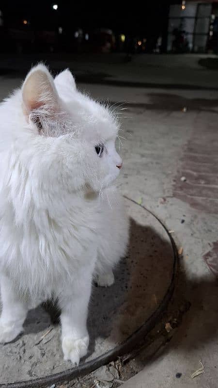 Pure white persian cat with odd eyes blue and golden 1