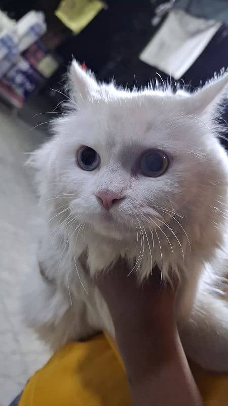 Pure white persian cat with odd eyes blue and golden 2