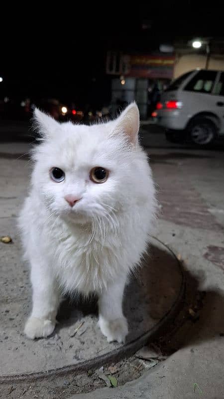 Pure white persian cat with odd eyes blue and golden 3