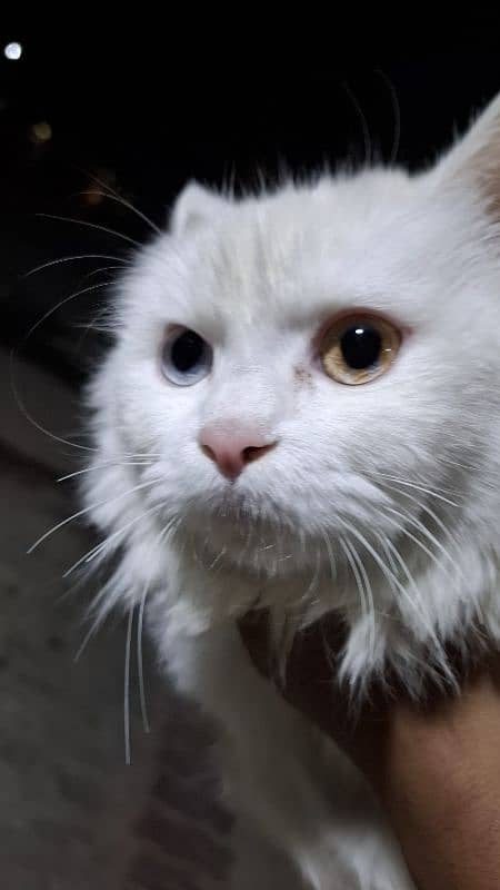 Pure white persian cat with odd eyes blue and golden 4