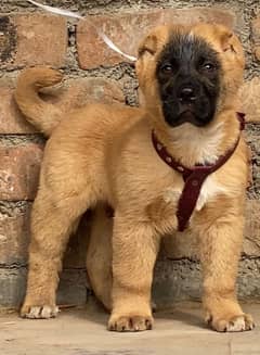 King kurdish kangaal male pure breed security dog 2months for sale