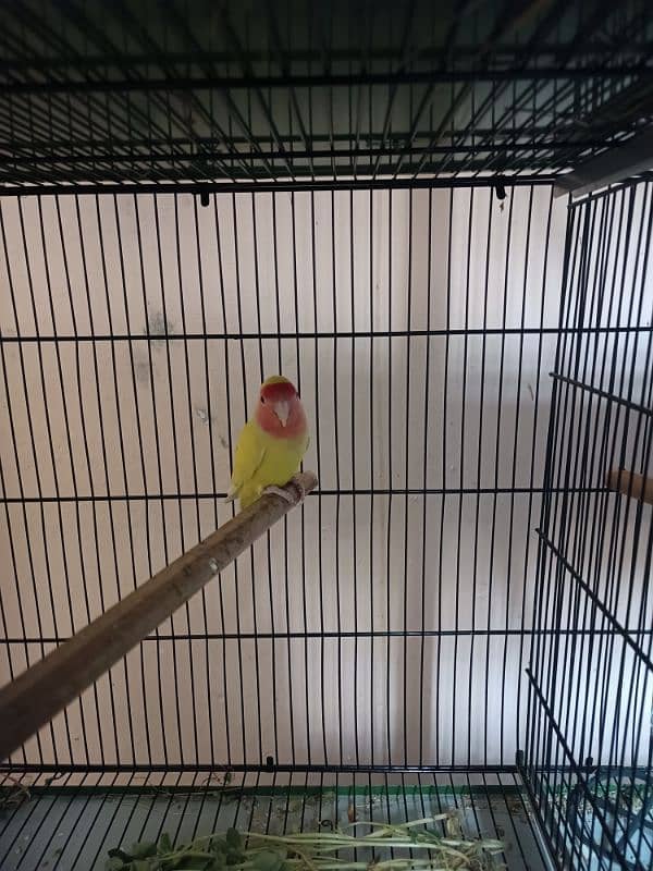 Loteno LoveBirds Breeder Pair For Sale 0