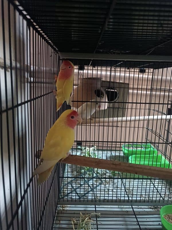 Loteno LoveBirds Breeder Pair For Sale 1