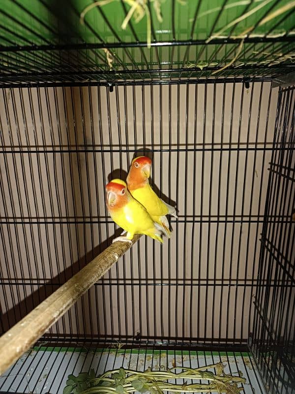 Loteno LoveBirds Breeder Pair For Sale 2