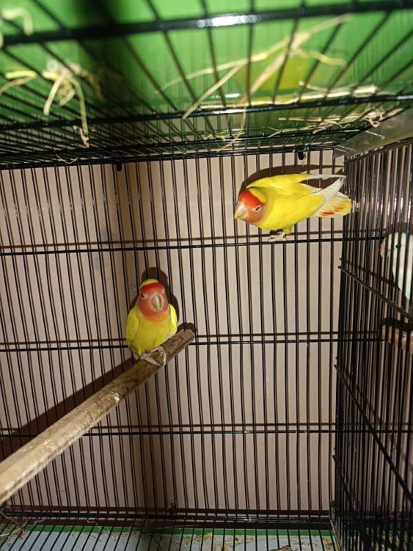 Loteno LoveBirds Breeder Pair For Sale 3