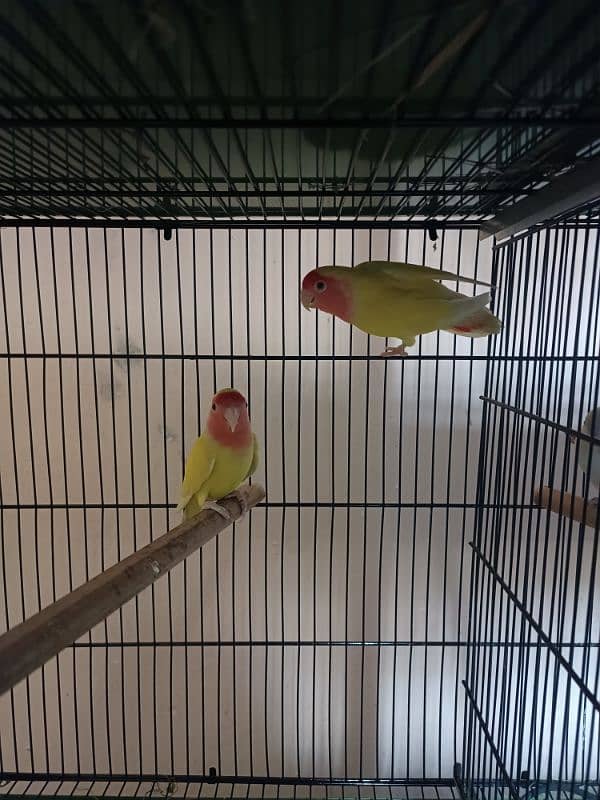 Loteno LoveBirds Breeder Pair For Sale 4