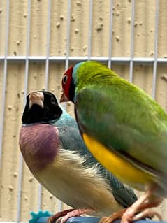 blue and green breeder gouldian finch pair