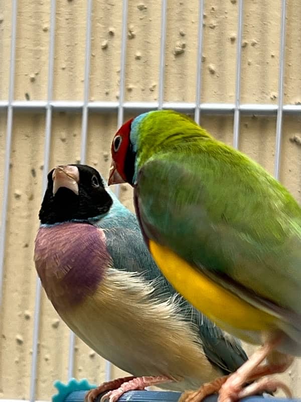 blue and green breeder gouldian finch pair 0