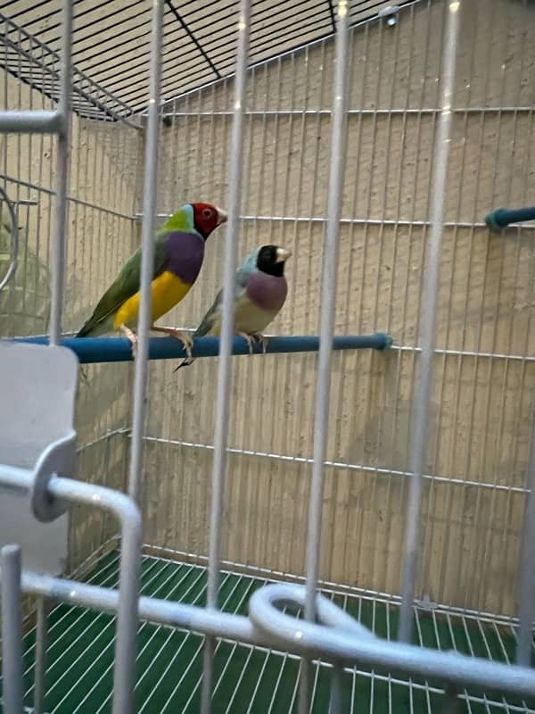 blue and green breeder gouldian finch pair 1