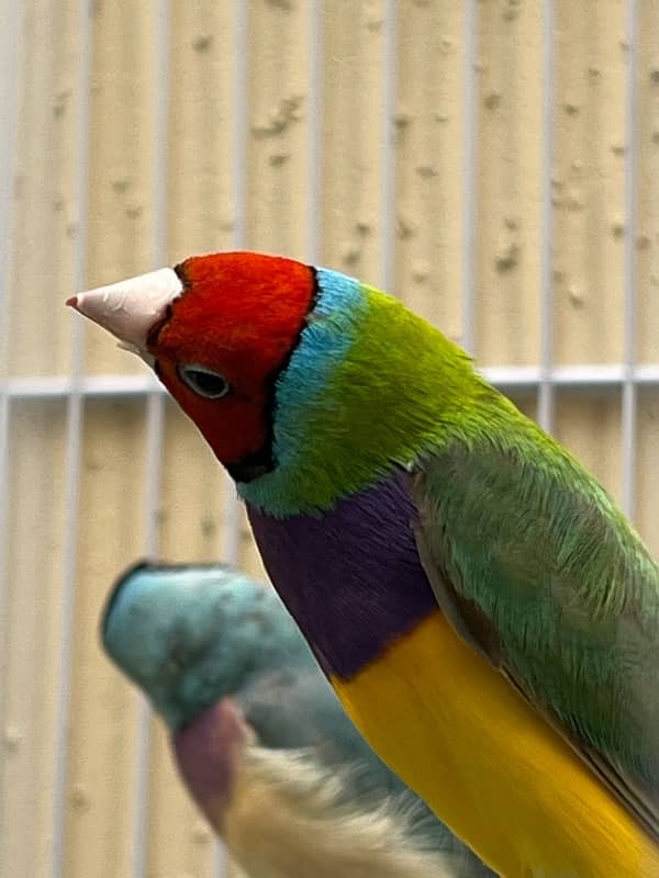 blue and green breeder gouldian finch pair 2