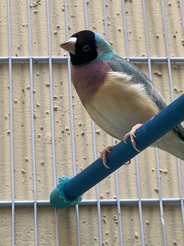 blue and green breeder gouldian finch pair 3