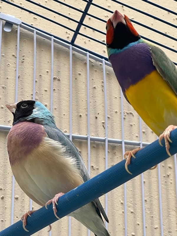 blue and green breeder gouldian finch pair 4