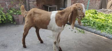 Bakra