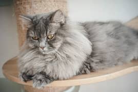 Persian cat  | double Coated | doll face female for sale