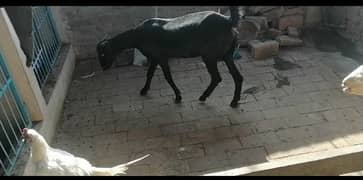 desi betal cross bakri | Female goat | Bakri Bacha