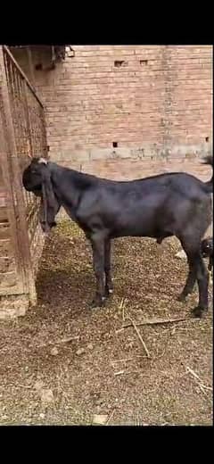 desi bakri | Female goat | Bakri Bacha