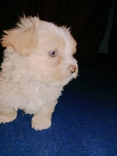 Top quality shihTzu 2 months males available for sale