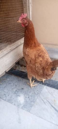 Hen