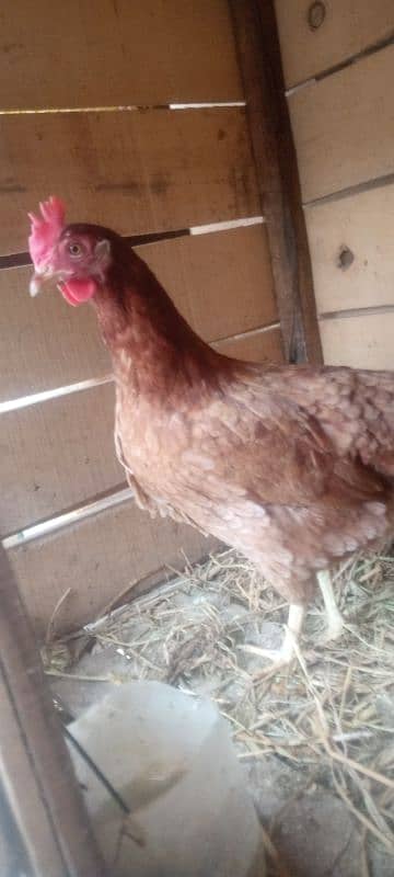 Hen sale 3