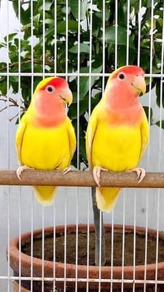 Love Birds - Common Latino