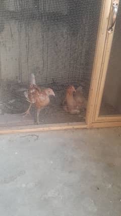 Hen with chick and cock for sale