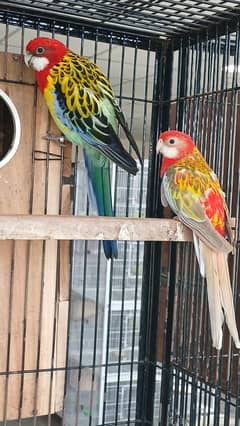 Golden Mantle Rosella Pair ready to Breed for Sale