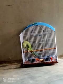 urgent sell my parrot