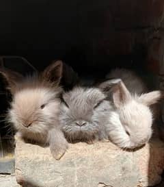 English Angora Bunnies Red / Wine Eyes