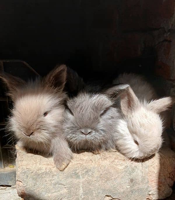 English Angora Bunnies Red / Wine Eyes 0