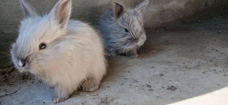 English Angora Bunnies Red / Wine Eyes 1