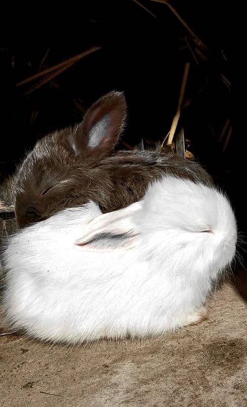 English Angora Bunnies Red / Wine Eyes 2